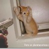 el gato sufrido